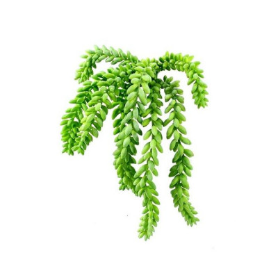 Sedum morganianum (25 cm)