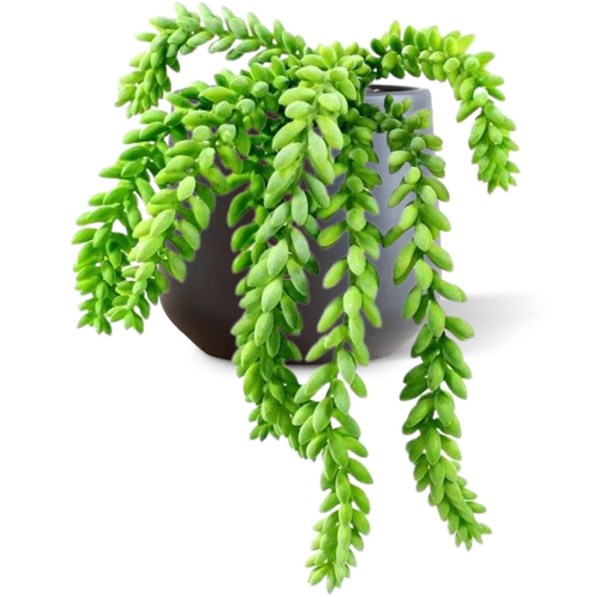 Kunsttaim Morgani kukehari (30  cm)