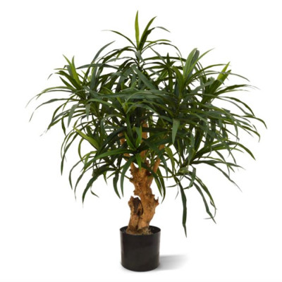 Dracena Reflexa (75 cm)