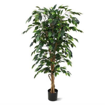 Ficus Benjamin (150 cm)