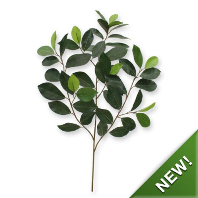 Ficus dalı (70 cm)