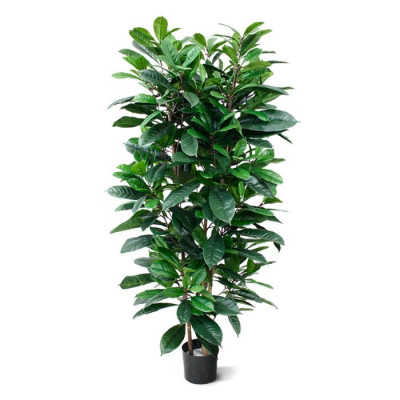 Ficus Cyathistipula (160 cm)