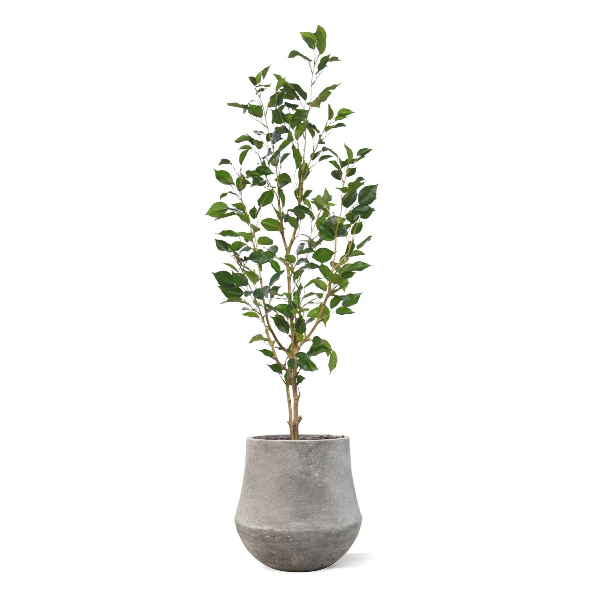 Kunstplant Ficus Exotica (120 cm)