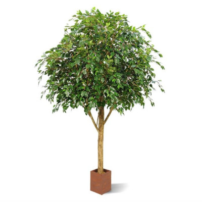 Ficus Exotica (290 cm)