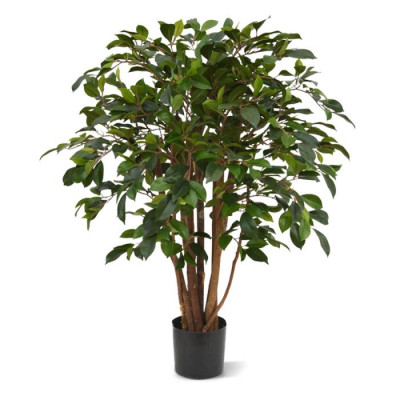 Ficus Folia (80 cm)