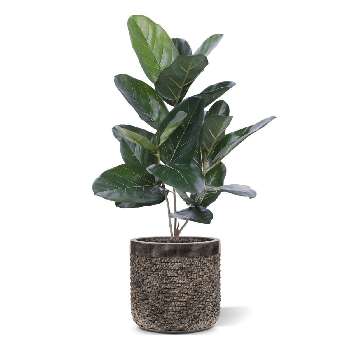 Kunstplant Ficus (60 cm)