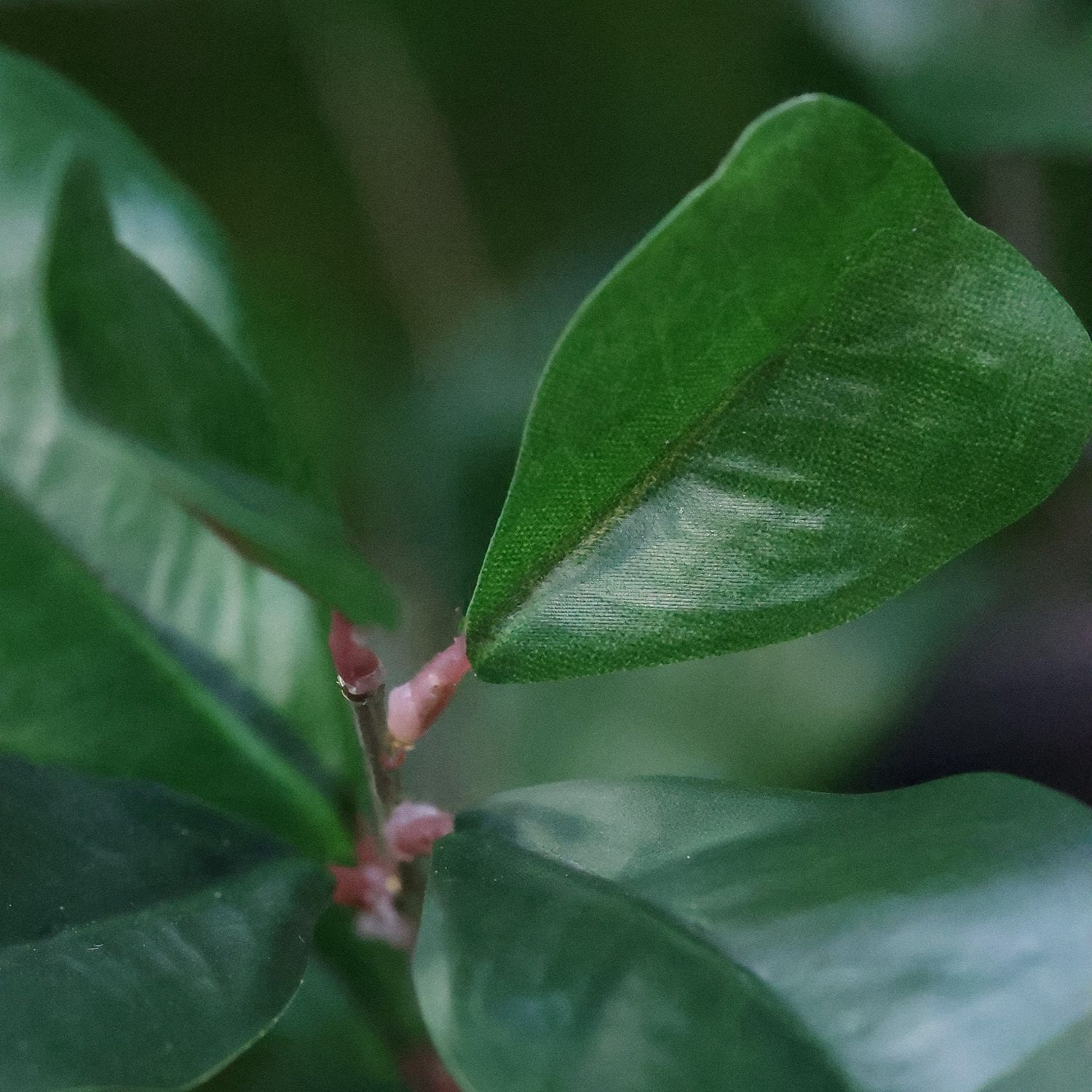 Dirbtinis augalas Fikusas (180 cm)