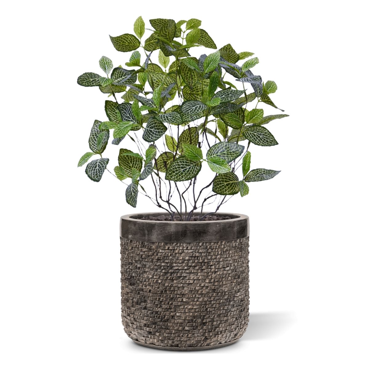 Kunstplant Fittonia (50 cm)