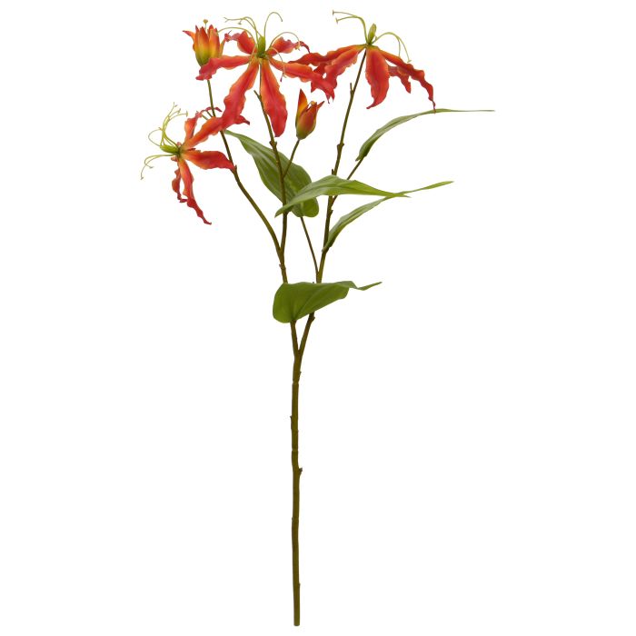 Gloriosa (75 cm)