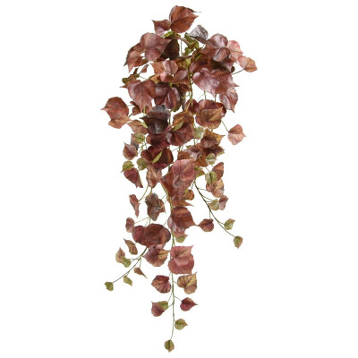 Topola jesienna wisząca (65 cm)