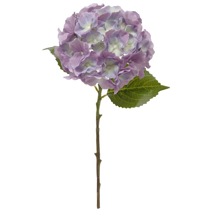 Hortensie (50 cm)