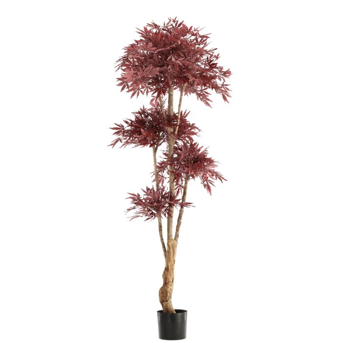 Japansk acer bonsai (210 cm)