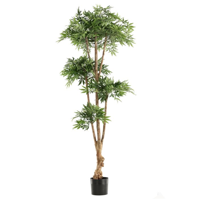 Japansk acer bonsai (210 cm)