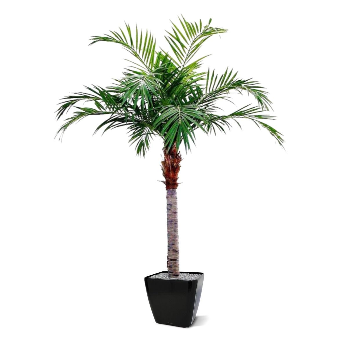 Konstgjord Bäckpalm (350 cm)