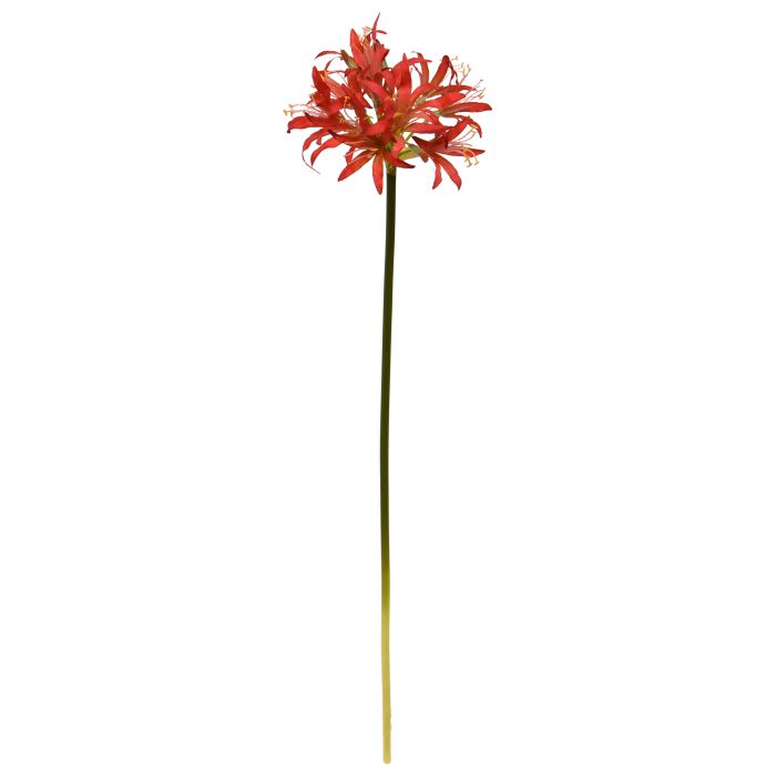 Nerine-Lilie (70 cm)