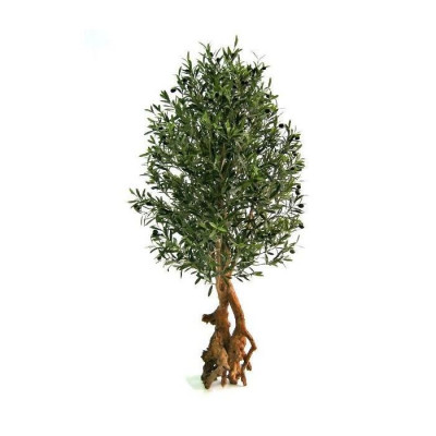 Zeytin bonsai (150 cm)