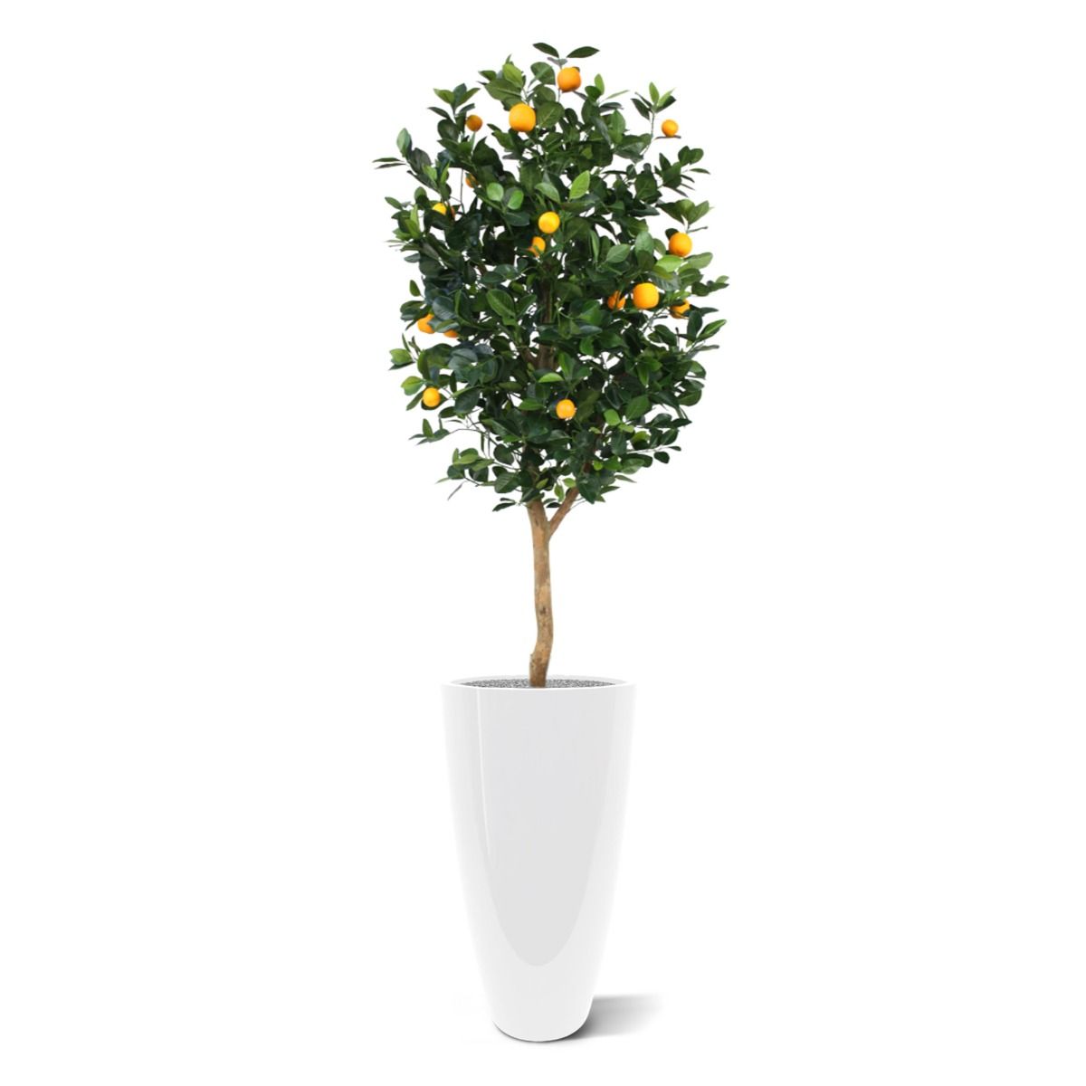 Amazon.com : Mandarin Orange Tree, Mandarin Orange Grafted 2