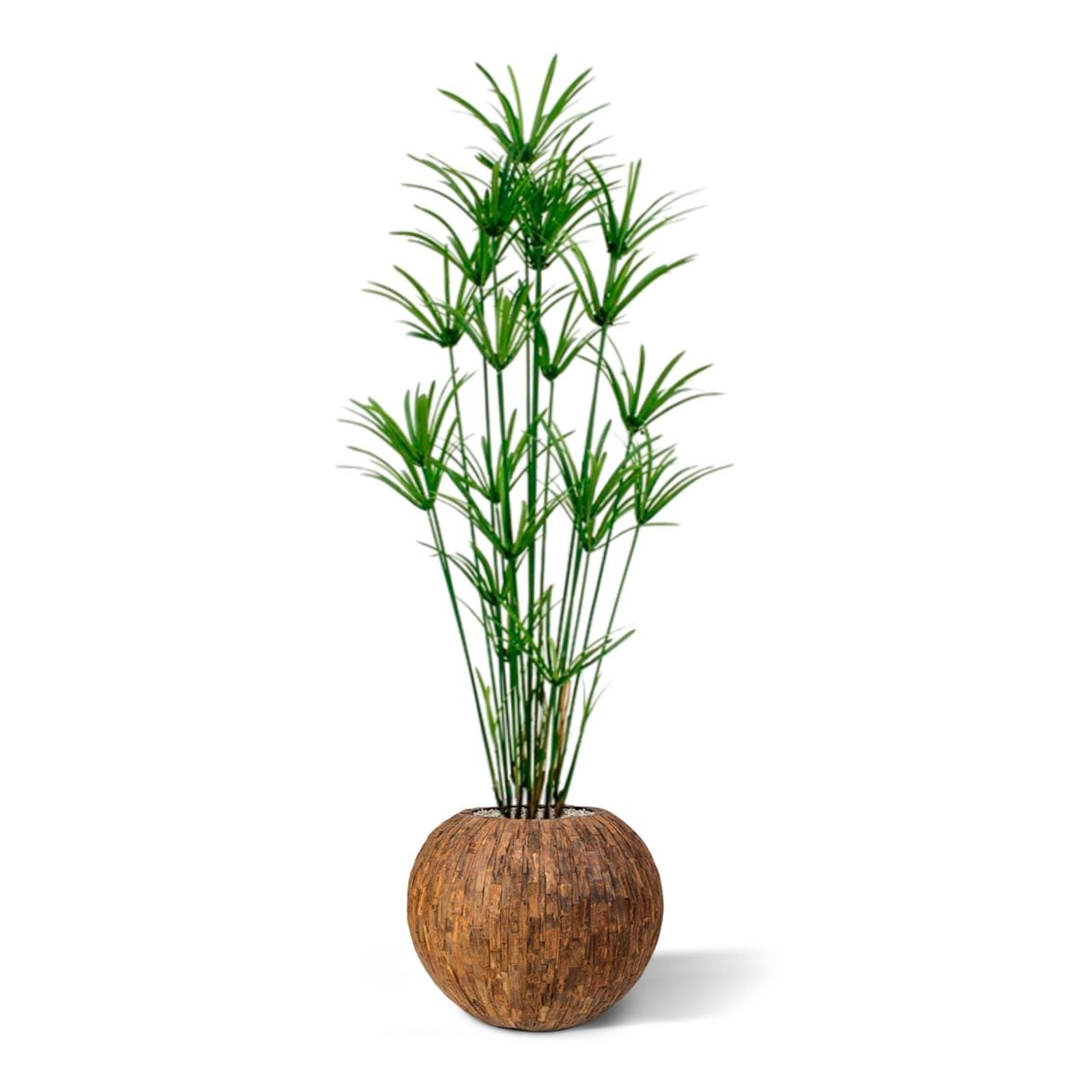 Yapay Papirüs (175 cm)