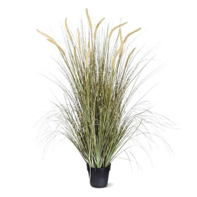 Pennisetum (130 cm)