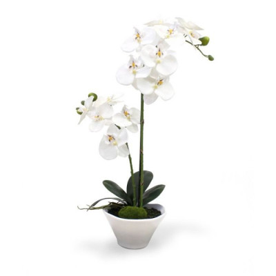 Phalaenopsis Orkide (50 cm)