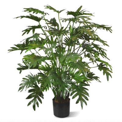 Philodendron Xanadu (110 cm)