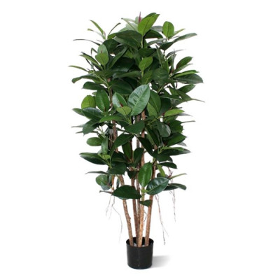 Philodendron (155 cm)