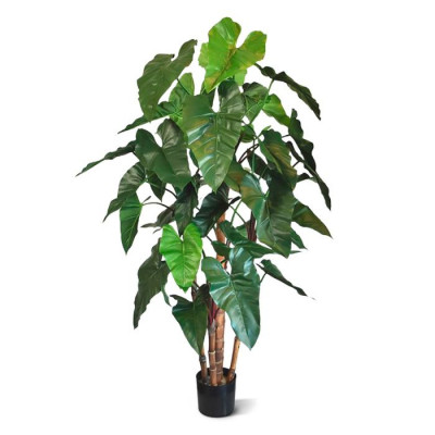 Philodendron (170 cm)
