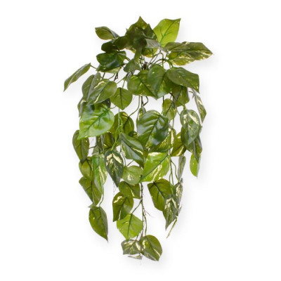 Pothos sarmaşığı (70 cm)