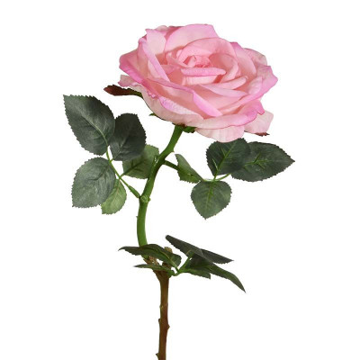 Róża łodyga (65 cm)