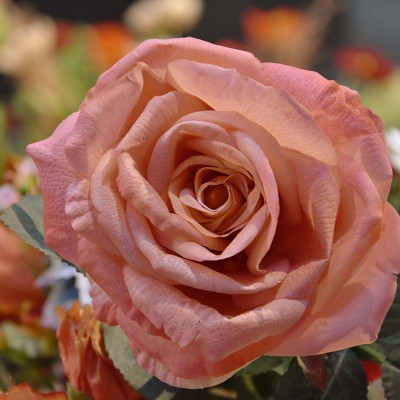 Artificial Rose branche Elisabeth RT 65 cm salmon