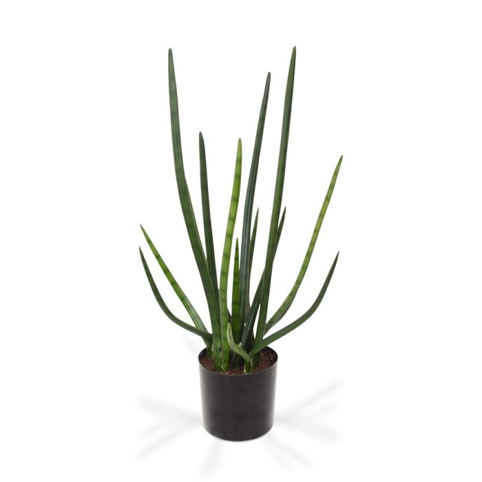 Planta artificial Sanseveria Cylindrica (75 cm)