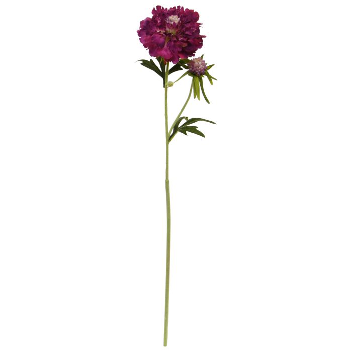Scabiosa (57 cm)