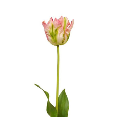 Tulipa de seda van Gogh artificial 70 cm verde-rosa