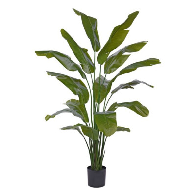 Ränduripuu palm (190 cm)