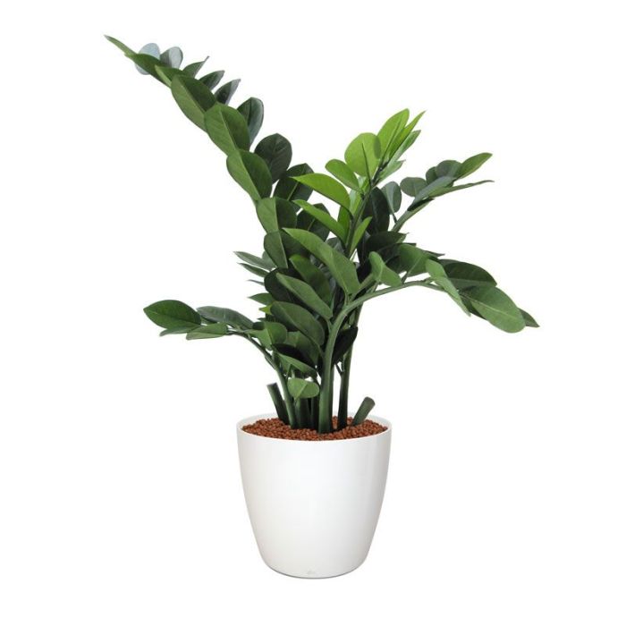 Planta artificial Zamioculcas (65 cm)