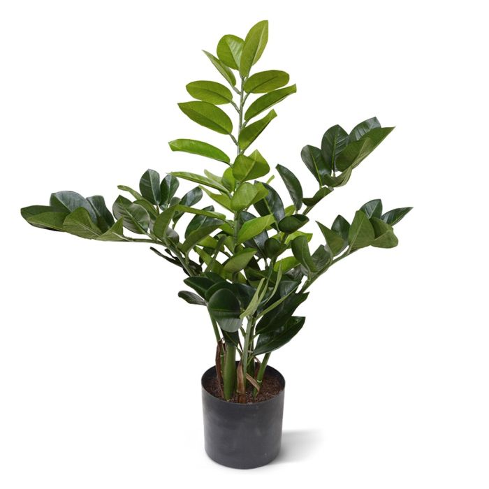 Kunstpflanze Zamioculcas (55 cm)