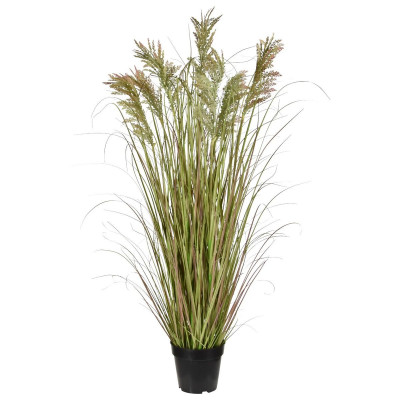 Pampas otu (120 cm)