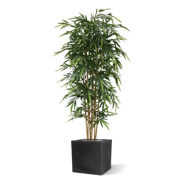 Netikras Bambukas 210 cm