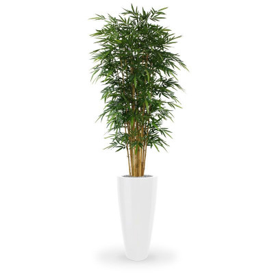 Bambukas 240 cm