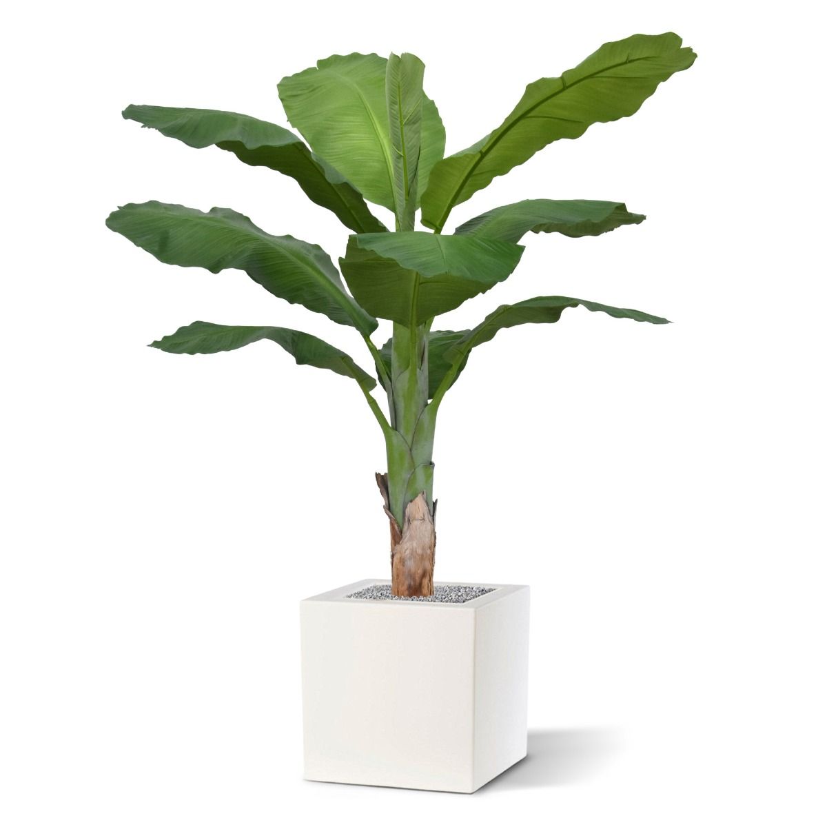 Plastmasas Mākslīgais banānu koks Royal puķu podā (165 cm)