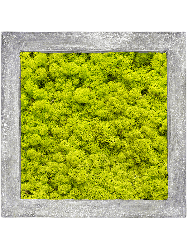 Polystone Raw Grey 100% Reindeer moss (Spring green) (↔70 cm ↕70 cm)