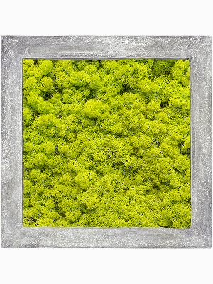 Polystone Raw Grey 100% Reindeer moss (Spring green)