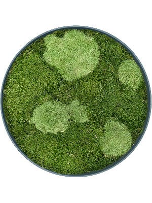 Refined Pine Green 30% Ball- and 70% Flat moss (⌀40)