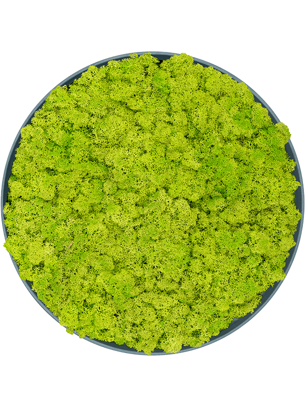 Refined Pine Green 100% Reindeer moss (Spring green) (⌀40)