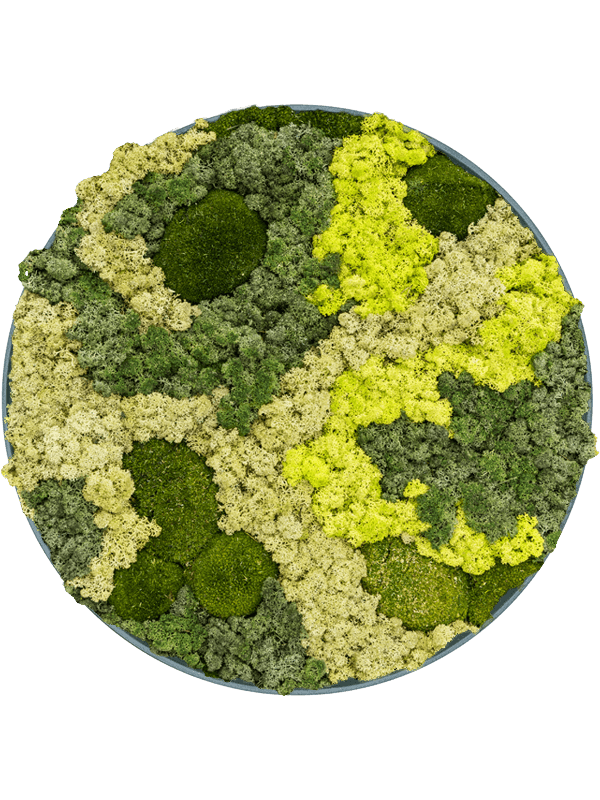 Refined Pine Green 30% Ball moss 70% Reindeer moss (Mix) (⌀40)