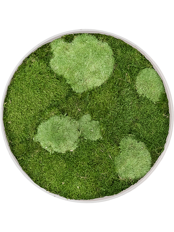 Refined Natural White 30% Ball- and 70% Flat moss (⌀40)