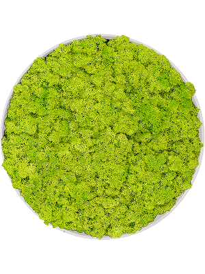 Refined Natural White 100% Reindeer moss (Spring green) (⌀40)