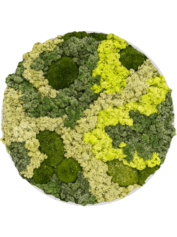 Refined Natural White 30% Ball moss 70% Reindeer moss (Mix) (⌀40)
