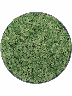 Refined Volcano Black 100% Reindeer moss (Moss green( (⌀40)