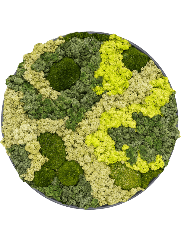 Refined Volcano Black 30% Ball moss 70% Reindeer moss (Mix) (⌀40)